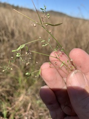 Paranotis mitrasacmoides