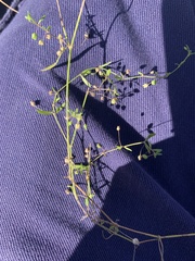 Paranotis mitrasacmoides