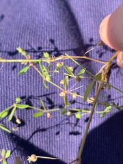 Paranotis mitrasacmoides