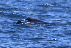 Feresa attenuata