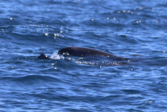 Feresa attenuata