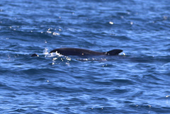 Feresa attenuata
