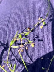 Paranotis mitrasacmoides