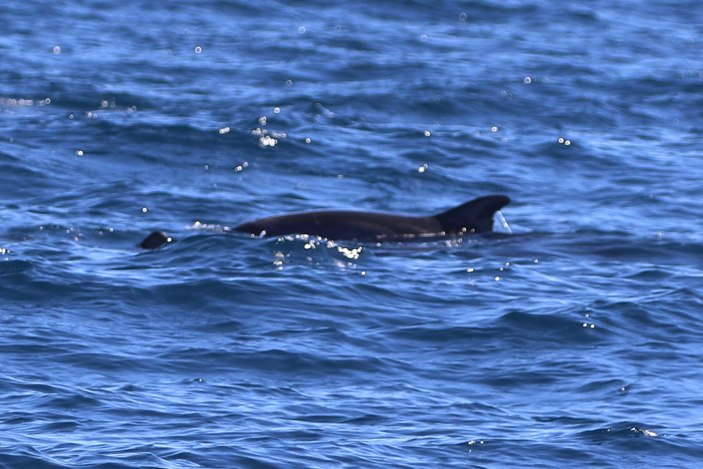 Pygmy killer whale surfacing with dorsal fin visible