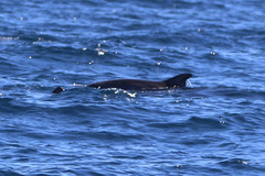 Feresa attenuata
