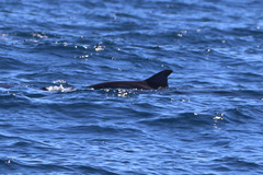 Feresa attenuata