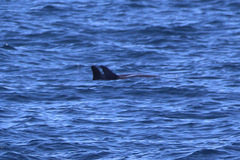 Feresa attenuata