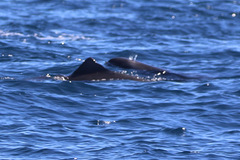 Feresa attenuata