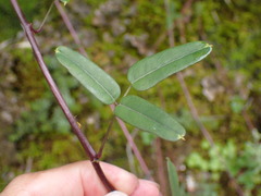 Akebia