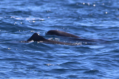 Feresa attenuata