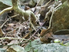 Pellorneum capistratum