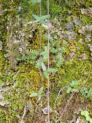 Akebia