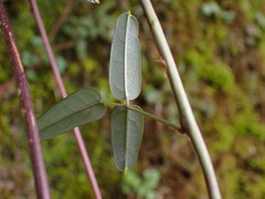 Akebia