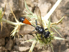 Isodontia splendidula