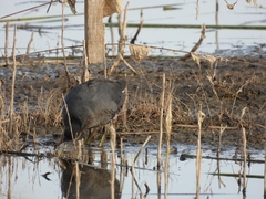 Fulica armillata