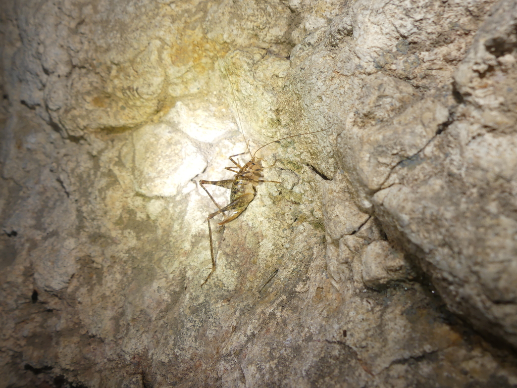 Neglected Cave-cricket
