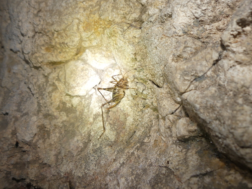 Neglected Cave-cricket