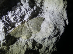 Triphosa