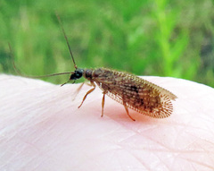 Psectra diptera