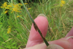 Psectra diptera