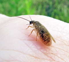 Psectra diptera
