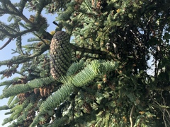 Abies magnifica shastensis