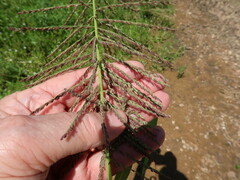 Leptochloa panicoides