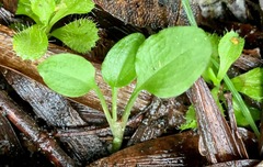 Pterostylis pedunculata