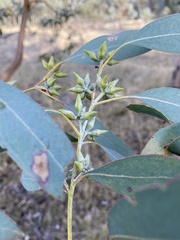 Eucalyptus dealbata