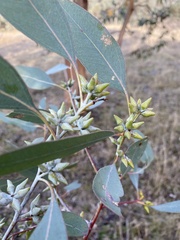 Eucalyptus dealbata