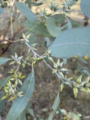 Eucalyptus dealbata