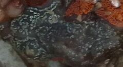 Distaplia bermudensis