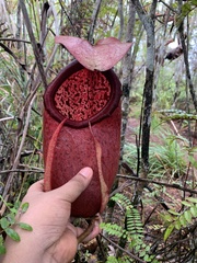 Nepenthes merrilliana