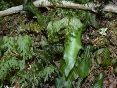 Hymenophyllum pectinatum