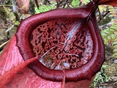 Nepenthes merrilliana