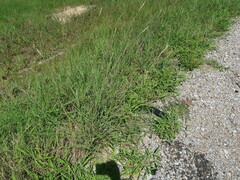 Bothriochloa longipaniculata