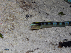 Xiphasia setifer