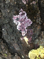 Ceriporia purpurea