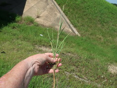 Bothriochloa longipaniculata