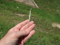 Bothriochloa longipaniculata