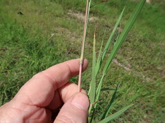 Bothriochloa longipaniculata