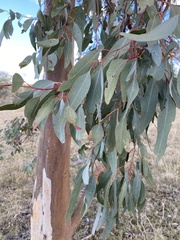 Eucalyptus dealbata