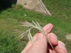 Bothriochloa longipaniculata