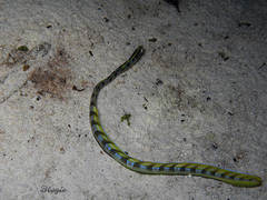 Xiphasia setifer
