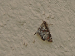 Petrophila jaliscalis