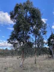 Eucalyptus dealbata