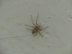 Oxyopes