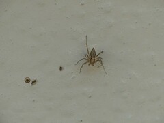 Oxyopes