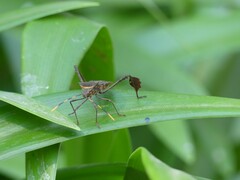 Leptoglossus gonagra
