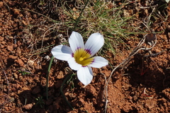Romulea atrandra esterhuyseniae